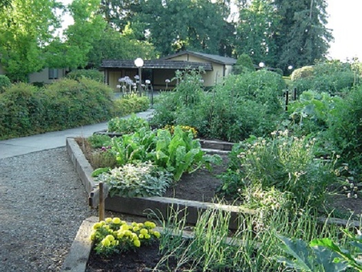 Raised Vegetable Beds Raised Vegetable Beds